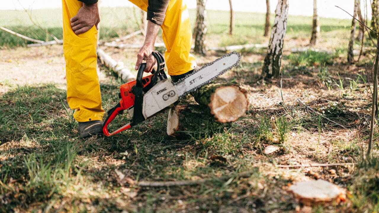 Best Dead Tree Removal  in West Samoset, FL